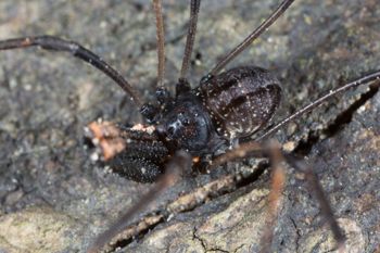 Media type: image; Invertebrate Zoology 133416